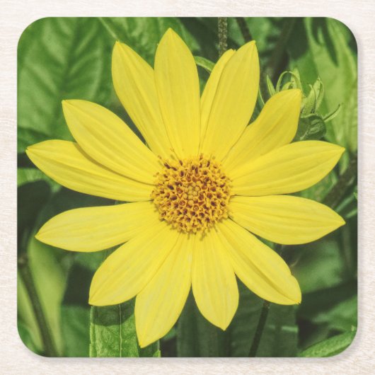 Helianthus 'Lemon Queen' Zonnebloem Kartonnen Onderzetters (Voorkant)