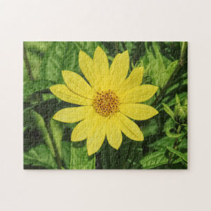 Helianthus 'Lemon Queen' Zonnebloem Legpuzzel