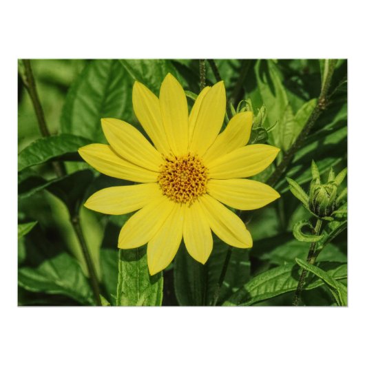 Helianthus 'Lemon Queen' Zonnebloem Perfect Poster (Voorkant)
