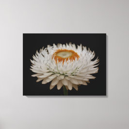 Helichrysum Bloem Canvas Print
