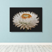 Helichrysum Flower Canvas Print (Insitu (Houten vloer))