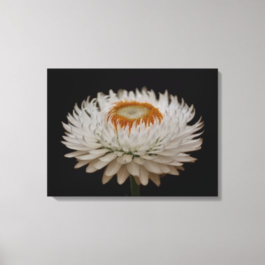 Helichrysum Flower Canvas Print (Voorkant)