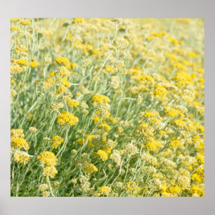 Helichrysum italicum veld, bloeiende close-up uitz poster