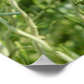 Helichrysum italicum veld, bloeiende close-up uitz poster (Hoek)