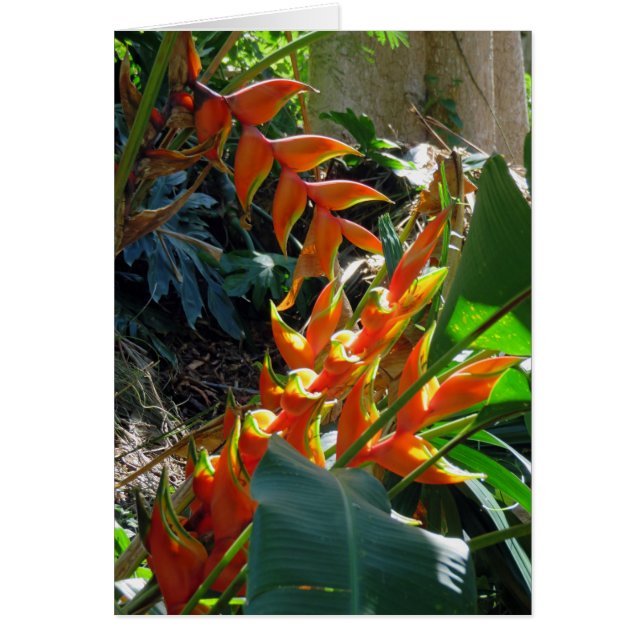 Heliconia (Voorkant)