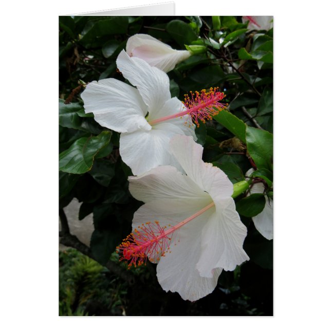 Heliconia (Voorkant)