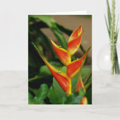 Heliconia, blanco kaart (Voorkant)