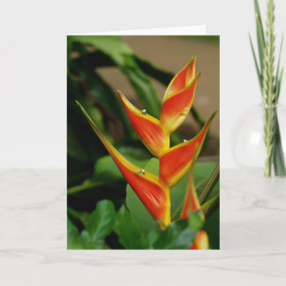 Heliconia, blanco kaart