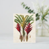 Heliconia  Botanisch Briefkaart (Staand voorkant)