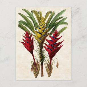 Heliconia  Botanisch Briefkaart