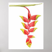 Heliconia Branch Poster (Voorkant)
