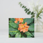 Heliconia Briefkaart (Staand voorkant)