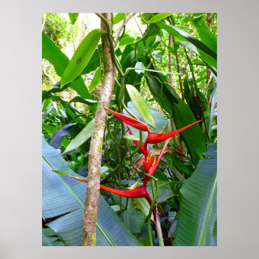 Heliconia en Vanilla Orchid Vine Poster (Voorkant)