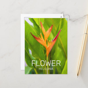 Heliconia Flowers Botanisch Plant Tuinontwerp Feestdagenkaart