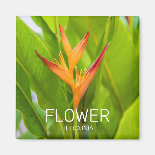 Heliconia Flowers Botanisch Plant Tuinontwerp Magneet