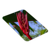 heliconia kreeft klauwmagneet magneet (Rechterzijde)