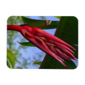 heliconia kreeft klauwmagneet magneet (Horizontaal)