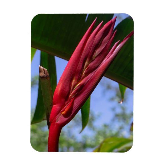 heliconia kreeft klauwmagneet magneet (Verticaal)
