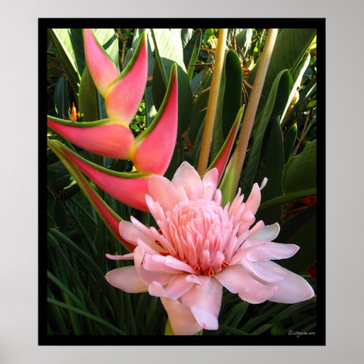 Heliconia Pink Torch Ginger Hawaiian Poster Prints (Voorkant)