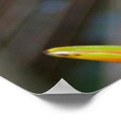 Heliconia Plant, Iquitos, Maynas, Peru Poster (Hoek)