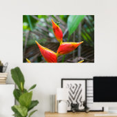 Heliconia Plant, Iquitos, Maynas, Peru Poster (Thuiskantoor)
