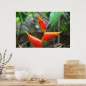 Heliconia Plant, Iquitos, Maynas, Peru Poster (Keuken)