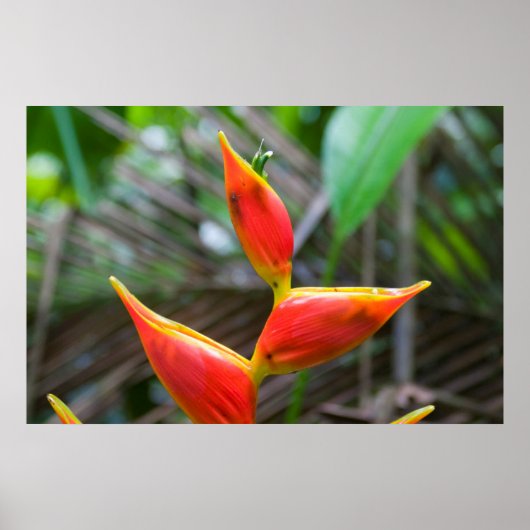 Heliconia Plant, Iquitos, Maynas, Peru Poster (Voorkant)