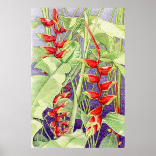 Heliconia Poster