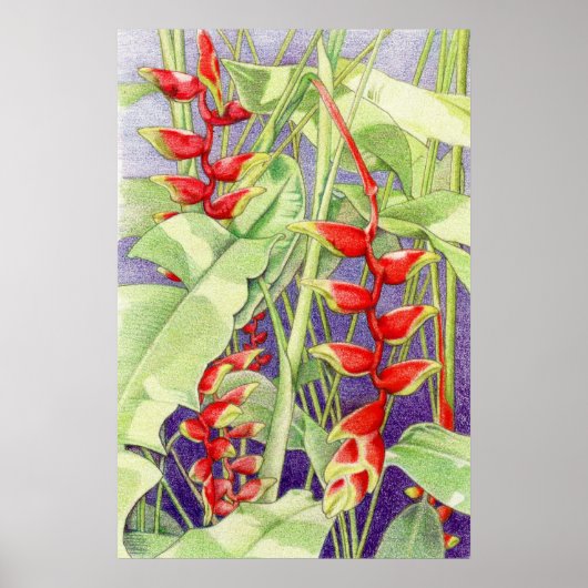 Heliconia Poster (Voorkant)