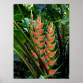 Heliconia Poster (Voorkant)