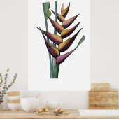 Heliconia PREMIUM KWALITEITSdruk Poster (Keuken)