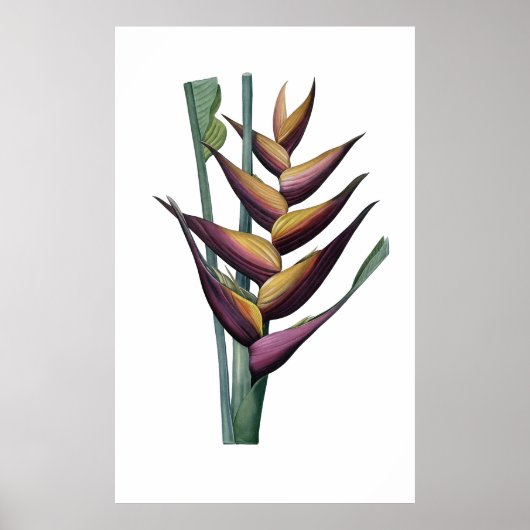 Heliconia PREMIUM KWALITEITSdruk Poster (Voorkant)