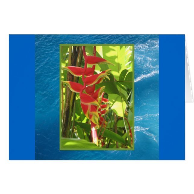 Heliconia rostrata (Voorkant Horizontaal)