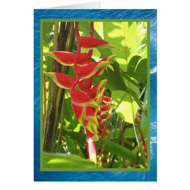 Heliconia rostrata (Voorkant)