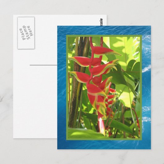 Heliconia rostrata briefkaart (Voorkant / Achterkant)