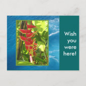 Heliconia rostrata briefkaart (Voorkant)