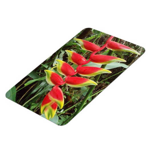 Heliconia rostrata Flower Flexible Photo Magnet Magneet (Linkerzijde)