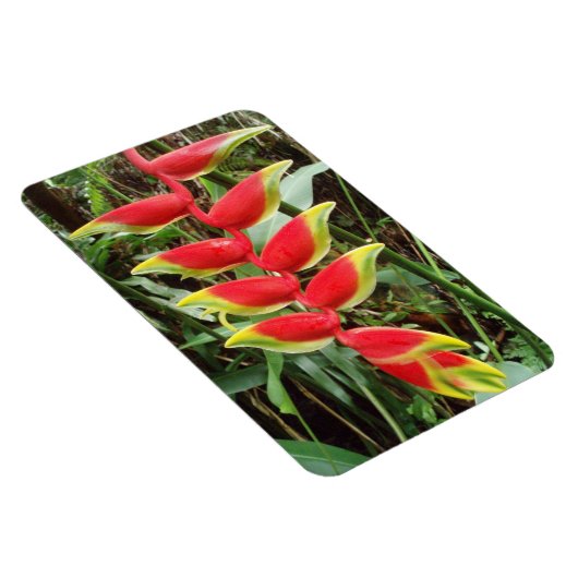 Heliconia rostrata Flower Flexible Photo Magnet Magneet (Rechterzijde)