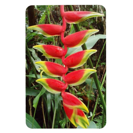 Heliconia rostrata Flower Flexible Photo Magnet Magneet (Verticaal)