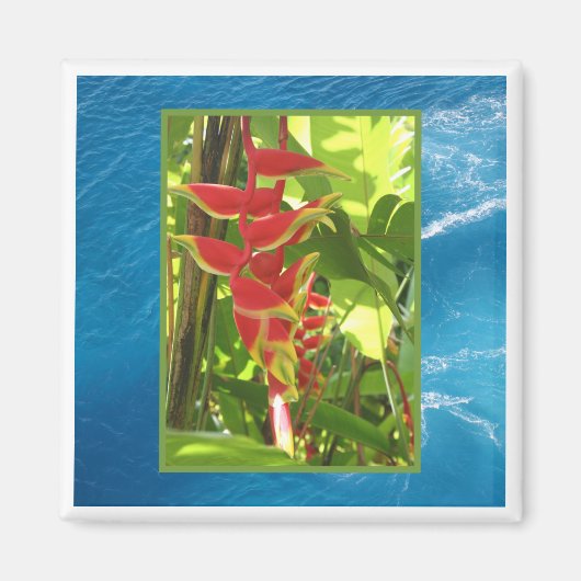 Heliconia rostrata magneet (Voorkant)