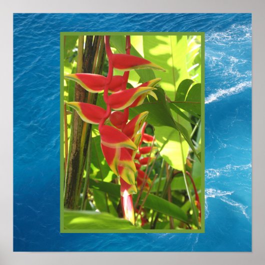 Heliconia rostrata poster (Voorkant)