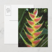 Heliconias, Heliconia walkeriana), La Selva Briefkaart (Voorkant / Achterkant)