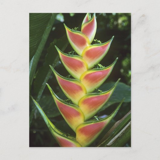 Heliconias, Heliconia walkeriana), La Selva Briefkaart (Voorkant)