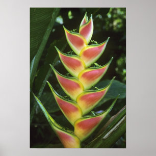 Heliconias, Heliconia walkeriana), La Selva Poster