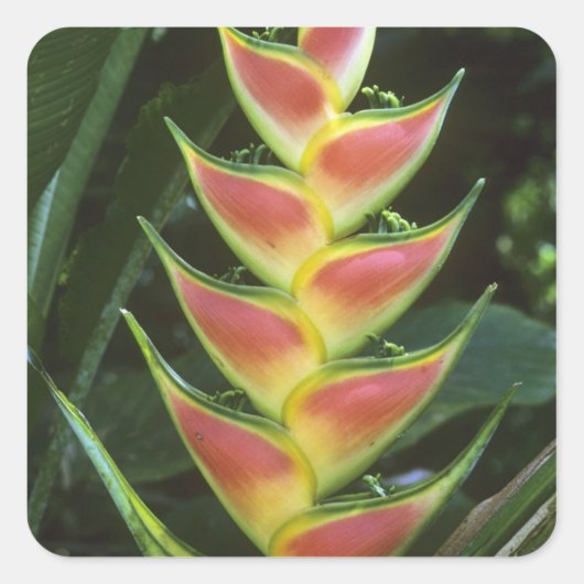 Heliconias, Heliconia walkeriana), La Selva Vierkante Sticker (Voorkant)