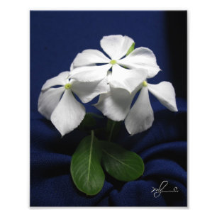 Helikopterbloemen Foto Afdruk