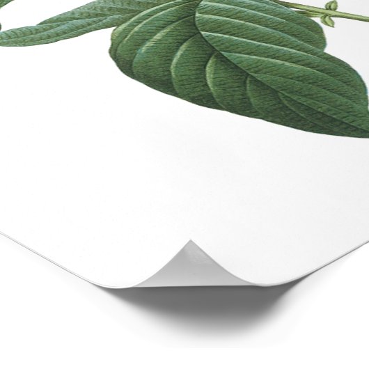 heliotrope (Heliotropium corymbosum) van Redouté Poster (Hoek)