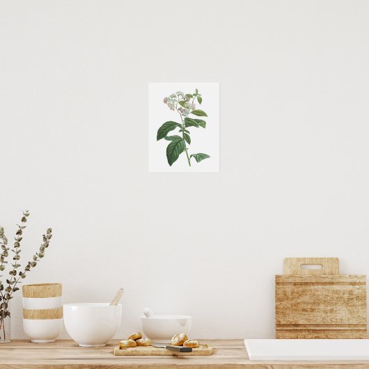 heliotrope (Heliotropium corymbosum) van Redouté Poster (Keuken)