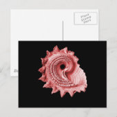 Heliotropium van Astraea Briefkaart (Voorkant / Achterkant)