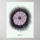 Heliozoa Microbe Microbiology Digital Art Poster (Voorkant)